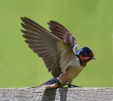 Barn Swallow San Diego Bird Spot