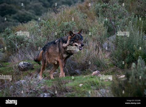 Iberian Wolf Canis Lupus Signatus Walking Captive Iberian Wolf Is