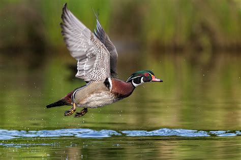 Wood Ducks In Flight Ed Erkes Nature Photography