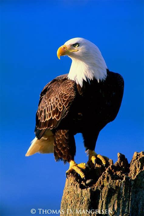 Pin By Margie Denham On Eagles Bald Eagle Eagle Pictures Types Of