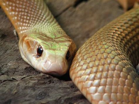 Australia Zoo Taipan Snake Serpiente Taipan Photo
