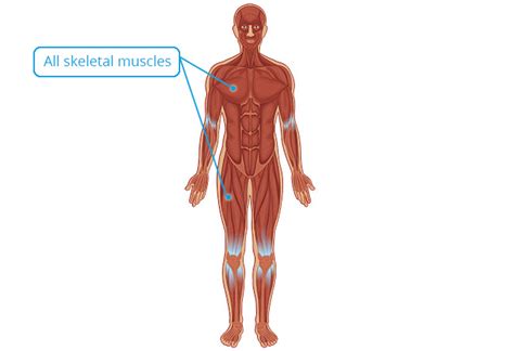 There is no one answer to this question since there are various ways to measure strength. Essential Human Biology : Cells & Tissues : Muscular Tissue