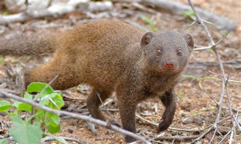 Dwarf Mongoose 10 Facts About The Lowvelds Smallest Carnivore