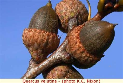 Quercus Velutina Acorn And Oak Nut Lover Acorn