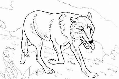 Wolf Coloring Pages Animal Cool Realistic Hard