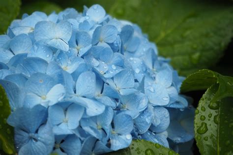 Meiyu (the east asian rainy season). 全国各地の梅雨入り時期のまとめ | 梅雨入り・梅雨明け時期 2020