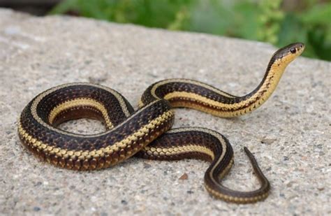 Thamnophis Butleri Butlers Garter Snake Michigan Natural Features