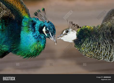 Peacocks Love Image And Photo Free Trial Bigstock