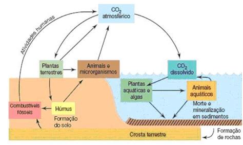 Ciclo Do Carbono