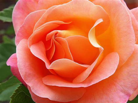 Soft Peach Rose Photograph By Gill Billington Pixels
