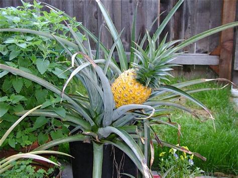 Best Fruits To Grow In Pots Fruits For Containers Balcony Garden Web