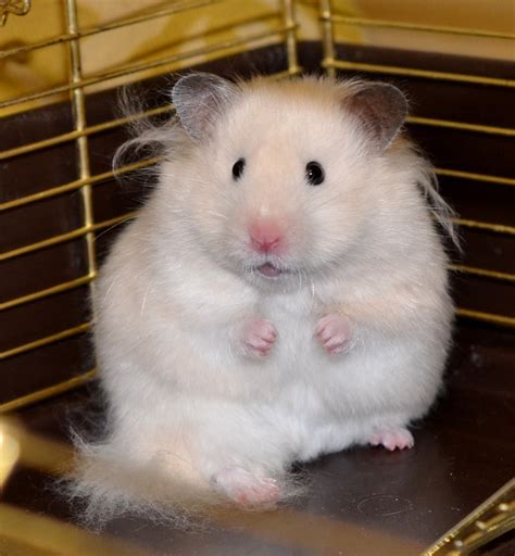 133 Best Hamsters Images On Pinterest Hamsters Fluffy Pets And Rodents