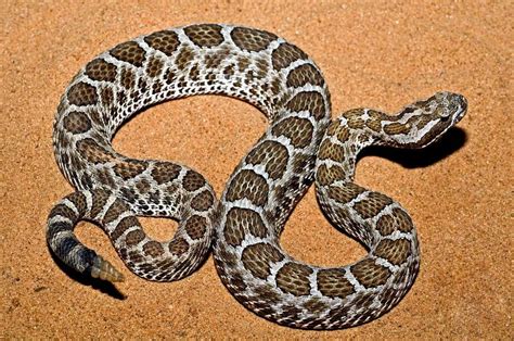 What Kind Of Snake Is This How To Identify Common Snakes In Texas