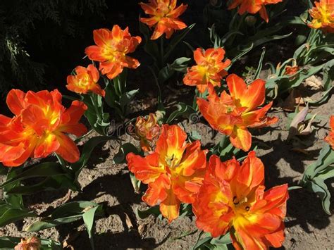 Bouquet di gerbere arancio e fiorellini gialli. I Lotti Dei Fiori Rossi Del Tulipano Immagine Stock - Immagine di pianta, colore: 111994621
