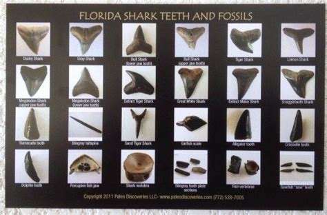 Shark Teeth And Fossils Identification Chart Postcard 772 539 7005