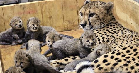 8 Cheetah Cubs Born At St Louis Zoo