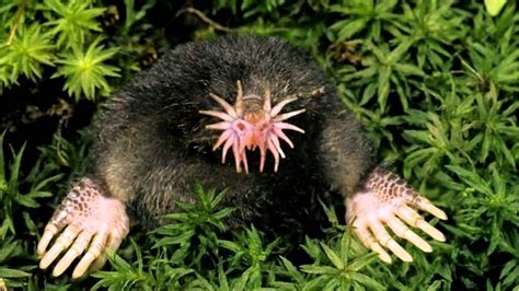 20 Of The Most Weird Looking Animals With Fun Facts 2022
