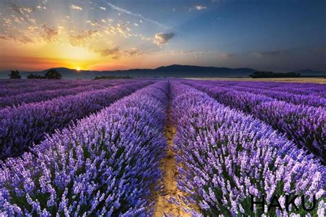 Thỏa Thích Ngắm Nhìn Hoa Lavender Tại 3 Khu Vực Này ở Provence Cánh