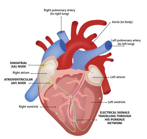 The Human Heart • Heart Research Institute