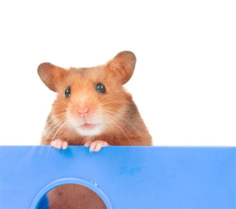 Should I Get A Hamster Or A Gerbil? | Should I Get A Hamster? | Hamsters | Guide | Omlet US