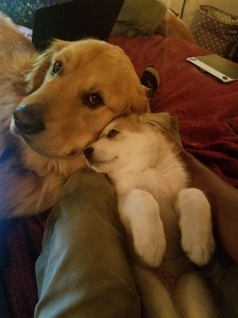 Big Doggo Has Accepted Little Doggo Into The Pack Puppies Cuddly