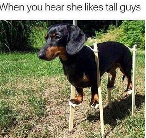 Funny Dachshund Memes That Will Make You Laugh Petpress Sexiezpicz