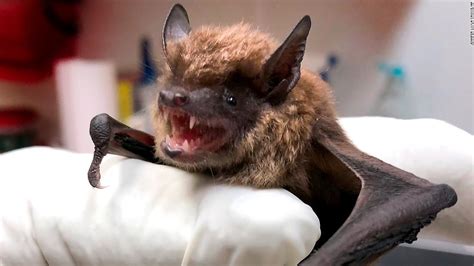 Most Rabies Infections In The United States Come From Bats Cdc Says Cnn