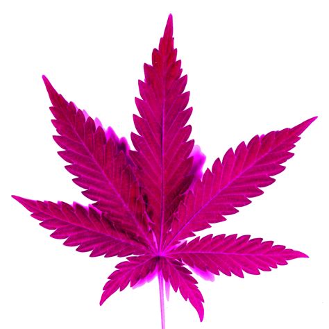 Weed Png Clip Art Library