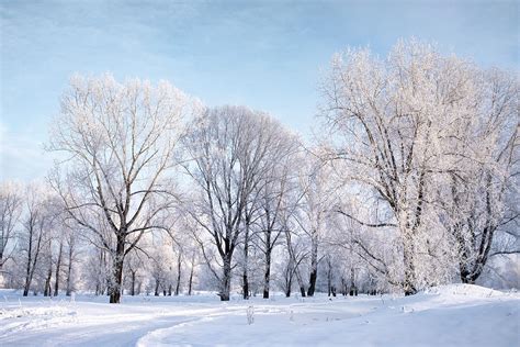 Amazing Landscape With Frozen Snow Covered Trees In Winter Morning
