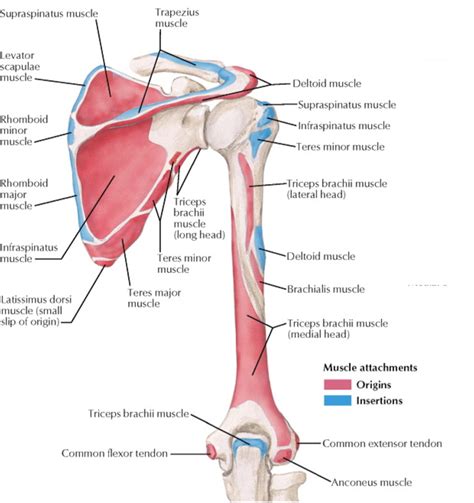 Muscle Anatomy Shoulder Anatomy Medical Anatomy