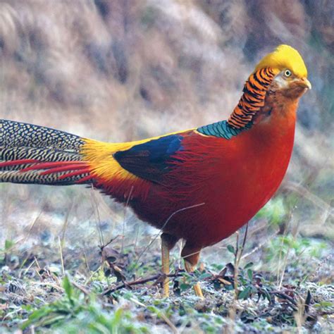 Red Golden Pheasants Strombergs Chickens