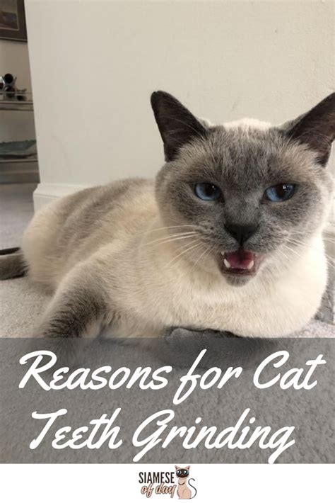 Teeth grinding is a fairly common condition in cats, and it's almost always a sign of a painful underlying disorder that may occur inside or outside the mouth. Siamese Cat Teeth Grinding: Causes, Reason & Tips to ...