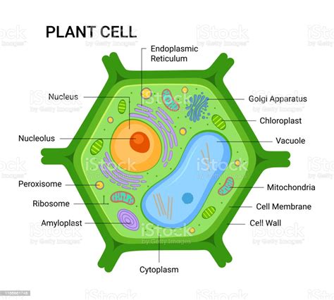Check spelling or type a new query. Illustration Of The Plant Cell Anatomy Structure Vector ...