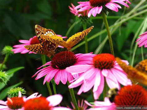 Free Wallpaper Butterflies And Flowers Wallpapersafari