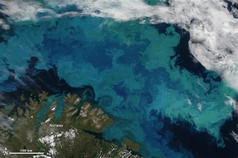 Explosive Phytoplankton Bloom Seen From Space Universe Today