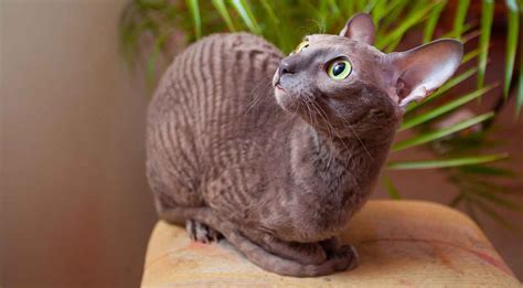 Cornish Rex Cat Breed Information And Facts Pictures Pets Feed