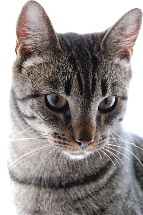 Are orange cats the best? The Tabby Cat - Cat Breeds Encyclopedia