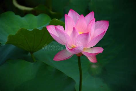 Pink Lotus Flower Stock Photo Image Of China Culture 104968302
