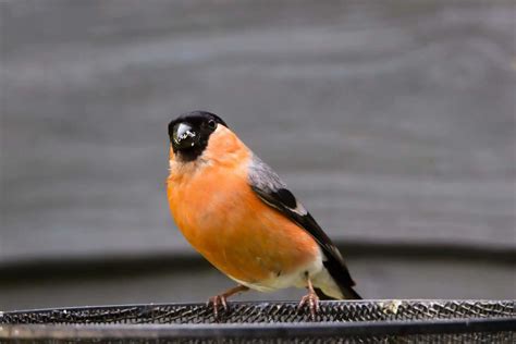 Finches Of Arkansas 5 Species With Pictures Wild Bird World