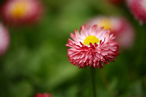 Flower Photography Nature Free Stock Photo Of Flowers Nature Pink