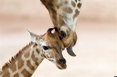 Baby Animals And Mothers 50 Super Cute Babies And Their Moms Photos