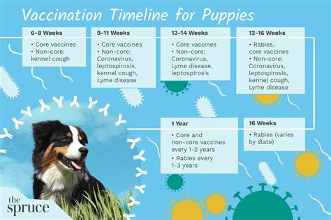 Puppy Vaccine Schedule And Information