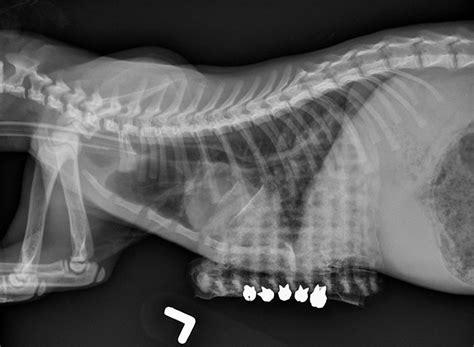 There is currently no text in this page. External Splinting for Pectus Excavatum in Kittens ...