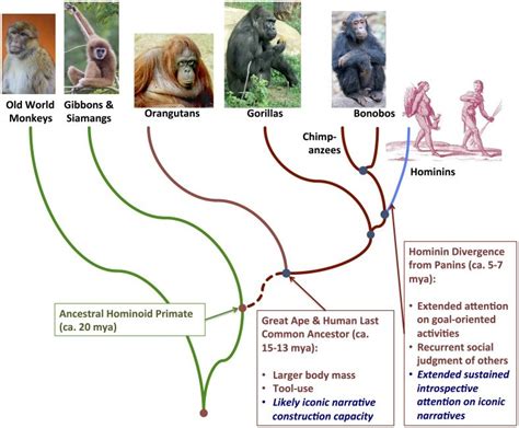Primate Human Evolution Chart