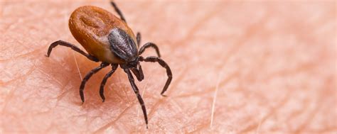 What Is Powassan Virus The Untreatable And Sometimes Deadly Tick Borne