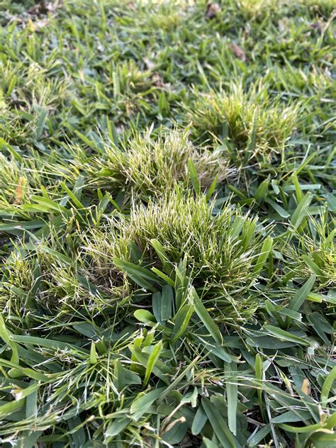 Strange Clumps Of Grassweeds In Lawn The Lawn Is A Mix Of Buffalo And