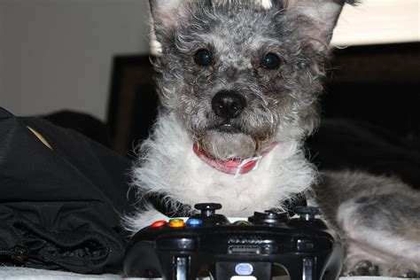 Dog Playing Xbox 360 Photograph By Carlton Pecot Fine Art America