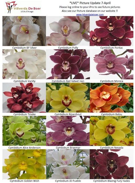 Cymbidium Orchid Varieties Orchid Varieties Cymbidium Orchids
