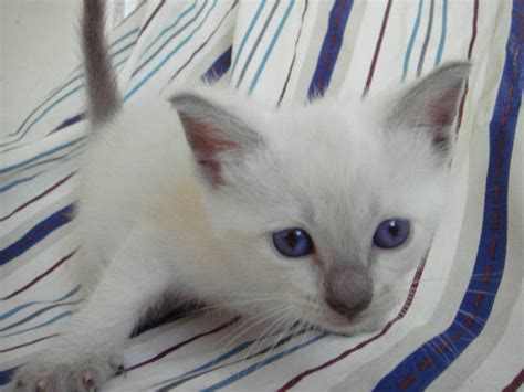 If you have ever had, now have, or wish to have a siamese, this and that's how we got the siamese cat, who is uptight about being left alone too long. Sweet Siamese kittens FOR SALE ADOPTION from Winter Haven ...