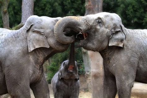 how do elephants kiss support wild